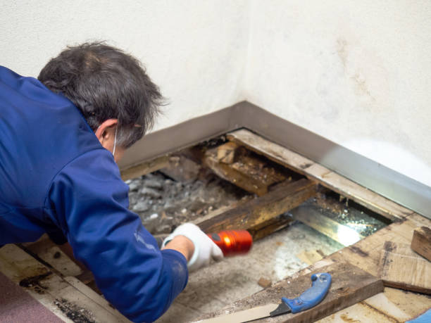 Best Mold Removal Company Near Me  in Sterling Ranch, CO