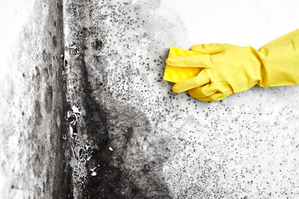 Best Certified Mold Removal  in Sterling Ranch, CO