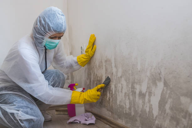 Best Toxic Mold Removal  in Sterling Ranch, CO