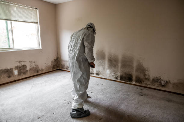 Sterling Ranch, CO Mold Removal Company