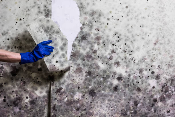 Best Commercial Mold Removal  in Sterling Ranch, CO